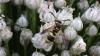 Ancistrocerus sp.